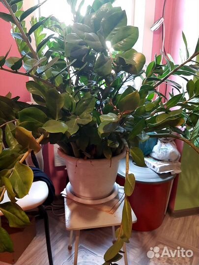 Долоровое дерево