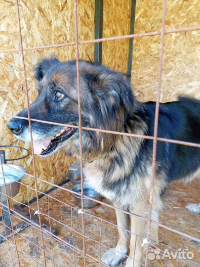 Собака в добрые руки щенок