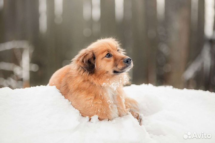 Собака обнимашка в поисках дома