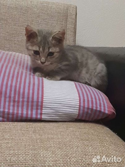 Кошечка в добрые руки