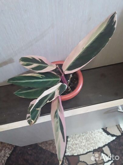 Комнатные растения