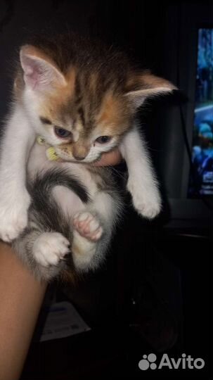 Домашние животные кошки