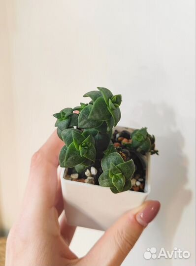 Алоэ, крассулы