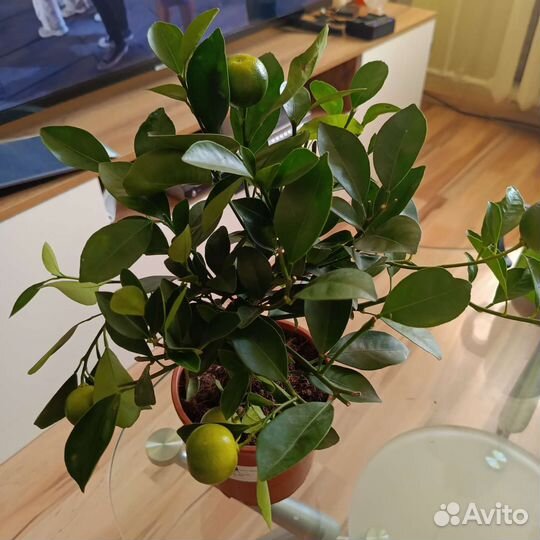 Мандариновое дерево с плодами