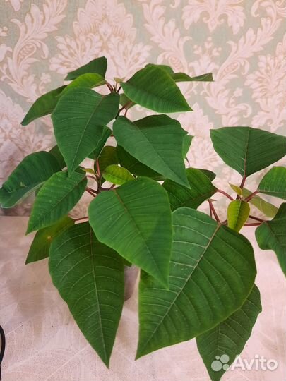 Рождественская звезда / пуансетия