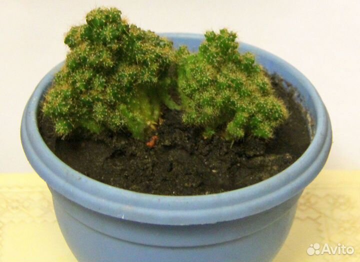 Кактус Цереус