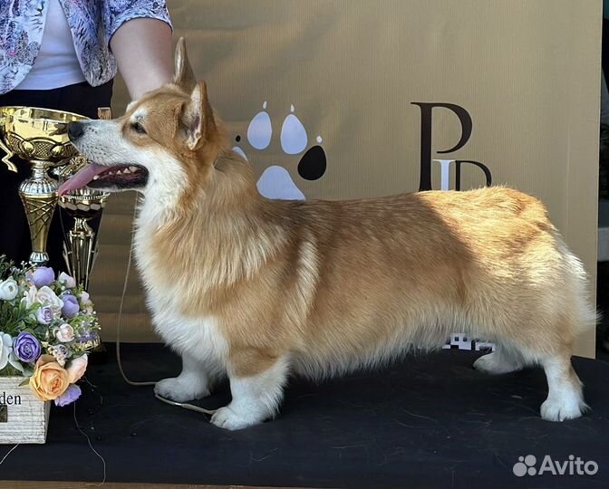 Вельш-корги пемброк вязка