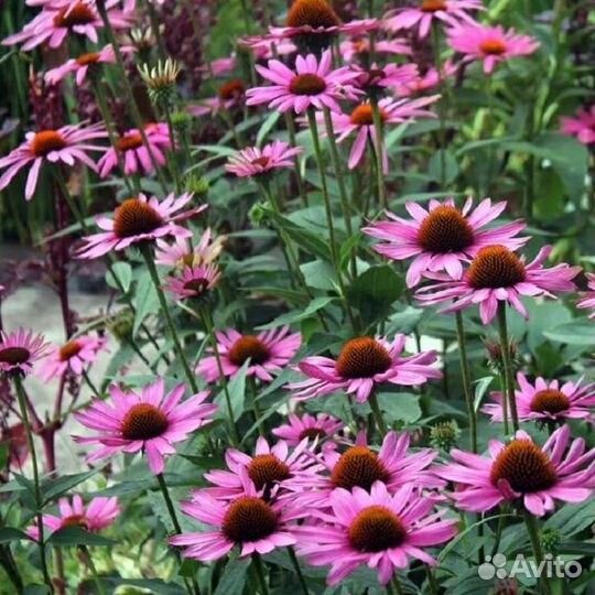 Эхинацея пурпурная