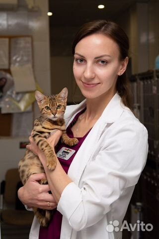 Ветеринарный врач