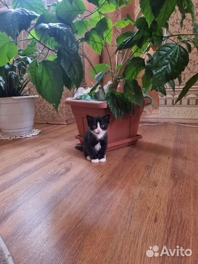Котята в добрые руки- мальчики