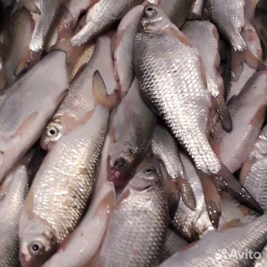 Глэмпинг, отдых и рыбалка