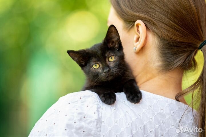 Котенок в добрые руки