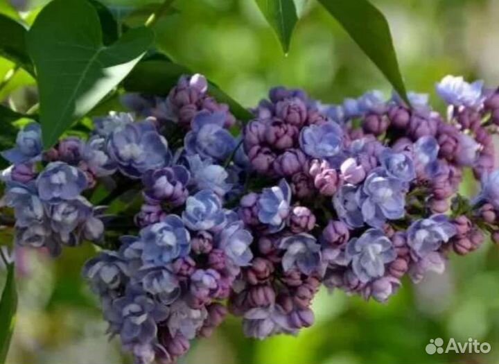 Сирень Ами Шотт