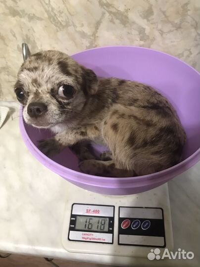 Мраморная девочка чихуахуа