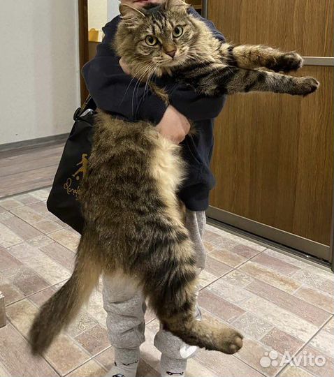Курильский бобтейл