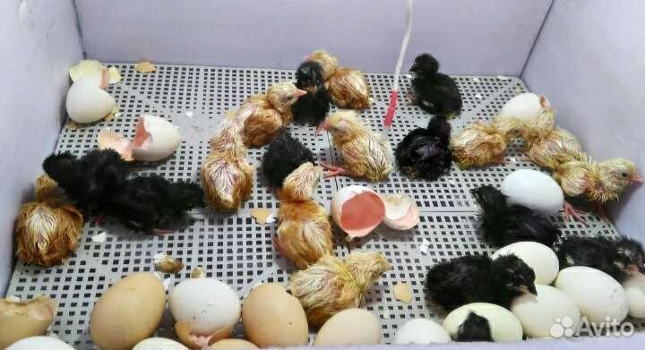 Инкубационное яйцо