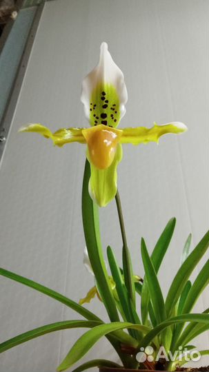 Орхидея Paphiopedilum exul (пафиопедилум беглый)
