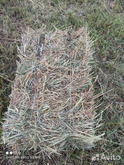 Сено луговое разнотравье и суданка в тюках