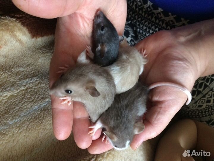 Ручные крысята