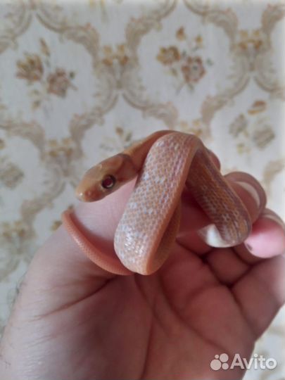 Лучистый полоз (Coelognatus Radiata)