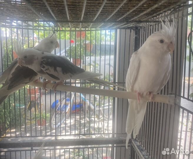 Попугай корелла безщекий