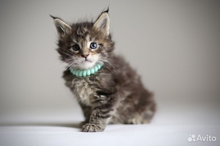 Котята мейн-кун