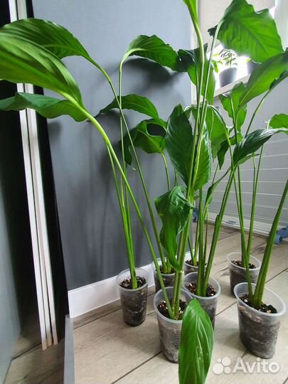 Спатифиллум Свит Себастьян