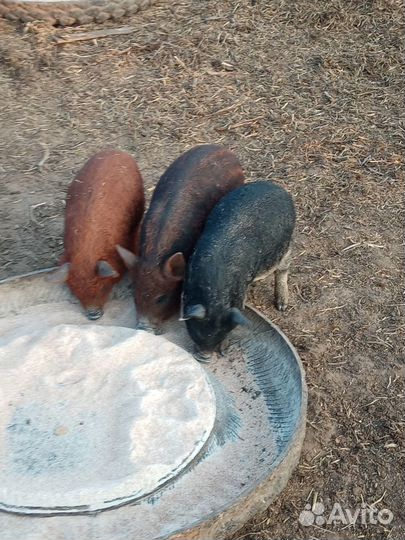 Поросята венгерской мангалицы. Свинина