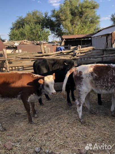 Телки 8 голов