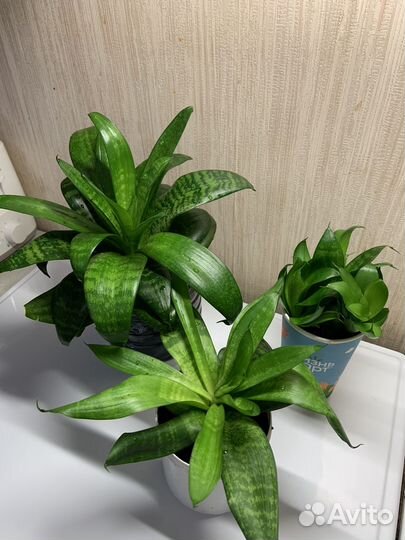 Сансевиерия ханни