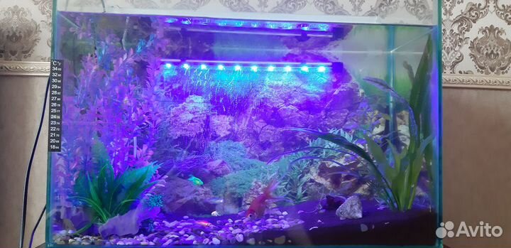 Аквариум
