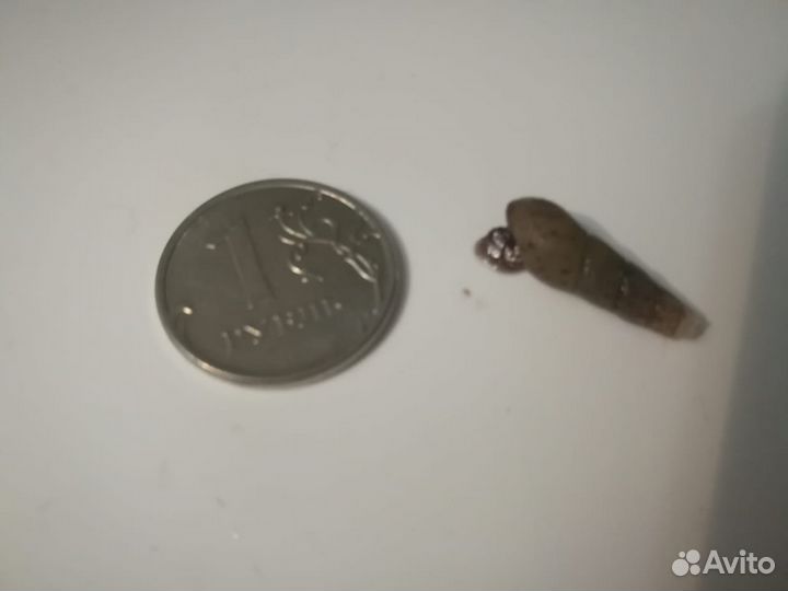 Мелании грунтовые улитки