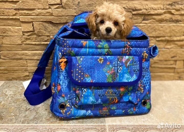 Сумка- переноска для собак сочи2014