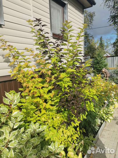 Пузыреплодник