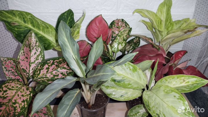 Аглаонемы сортовые