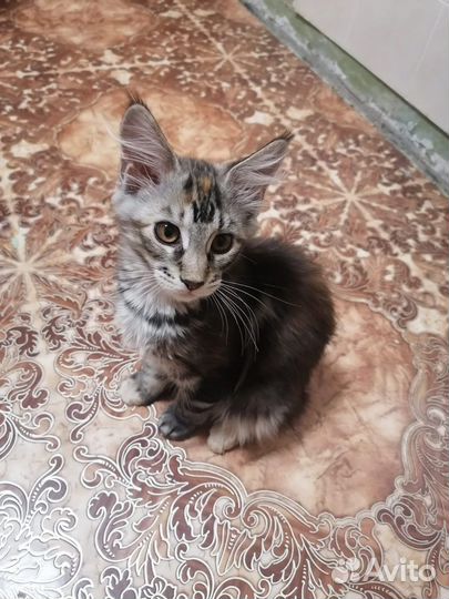 Мейн-кун котенок