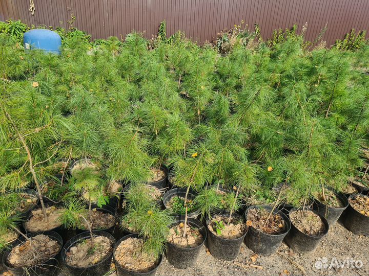 Саженцы кедра