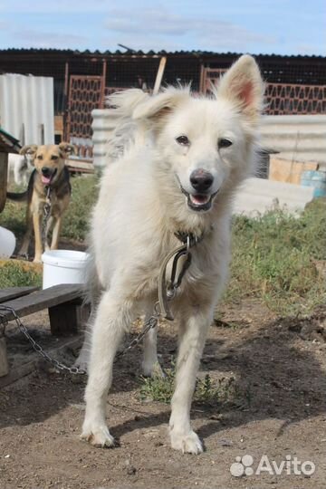 Собачка в добрые руки