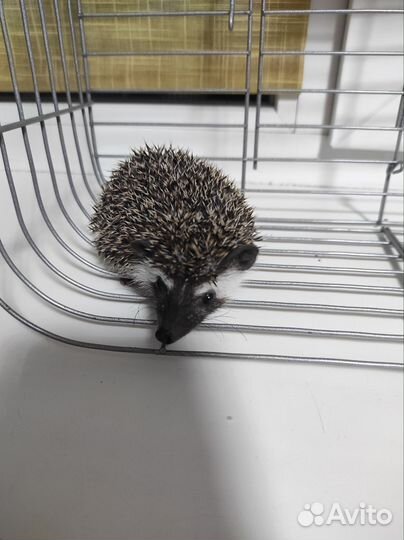 Африканский карликовый еж (девочка)