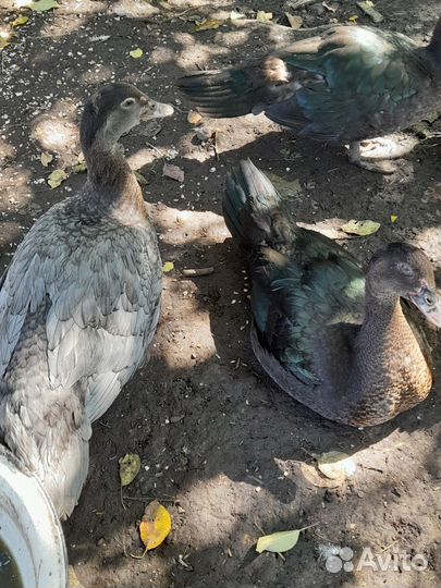 Индоутки мускусные тяжёлая линия