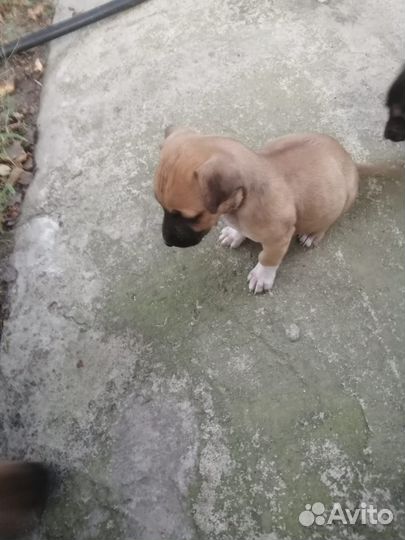 Щенки в добрые руки, от маленькой собаки