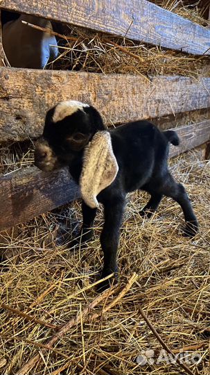 Нубийские козлята