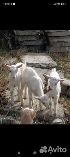 Козье молоко