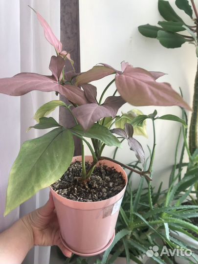 Сингониум regina red