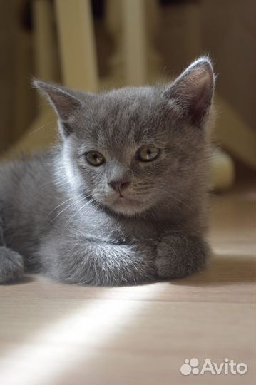 Шотландская