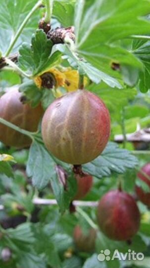 Саженцы крыжовника