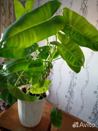 Продам филодендрон