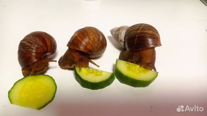 Отдам бесплатно