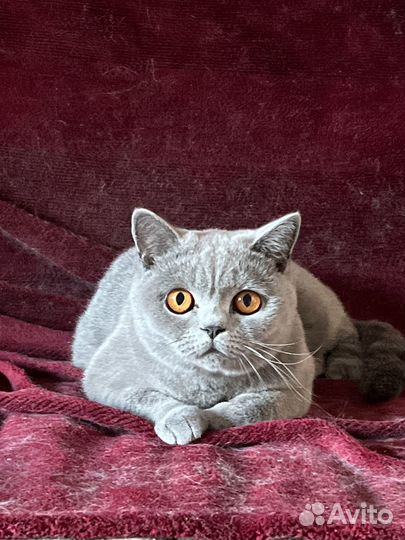 Британская короткошерстная кошка