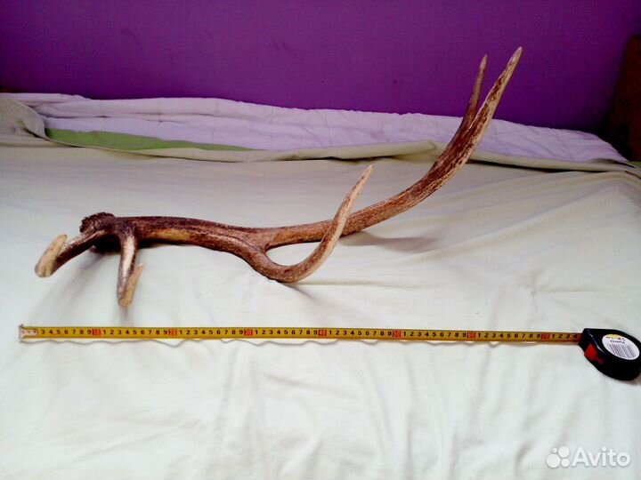 Рога оленя